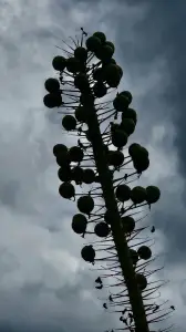 Leentje 07 Out of the blue 2